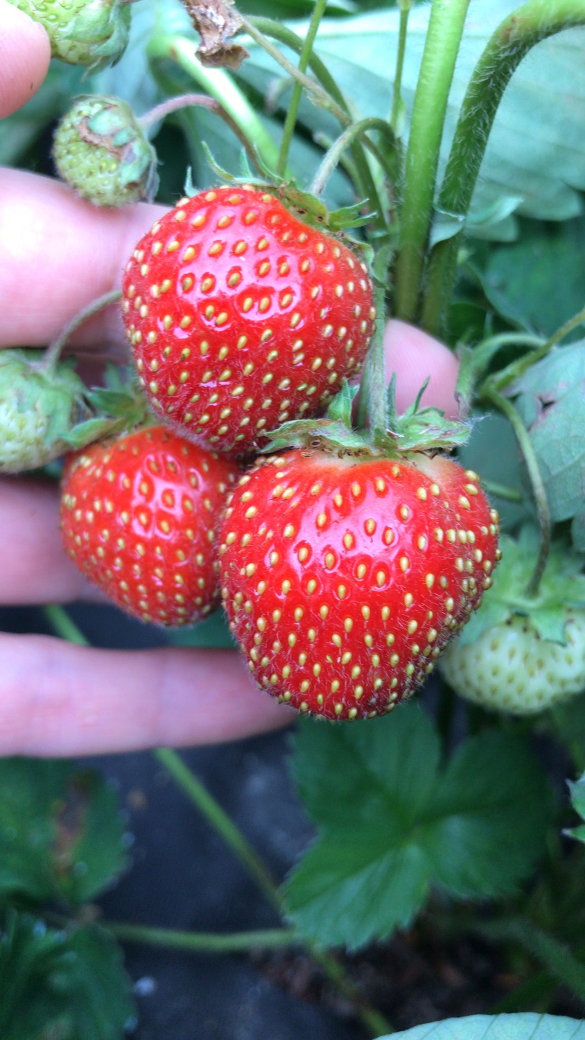 земляника садовая 