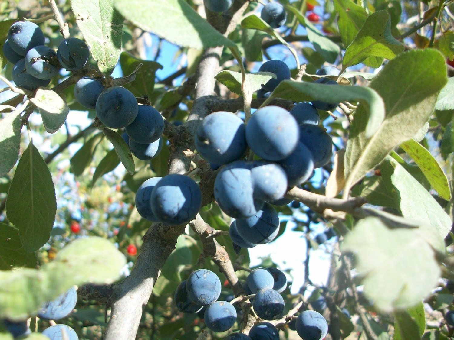 тернослива 